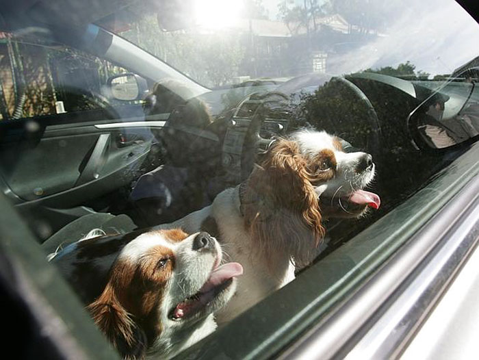 Cani chiusi in auto al caldo