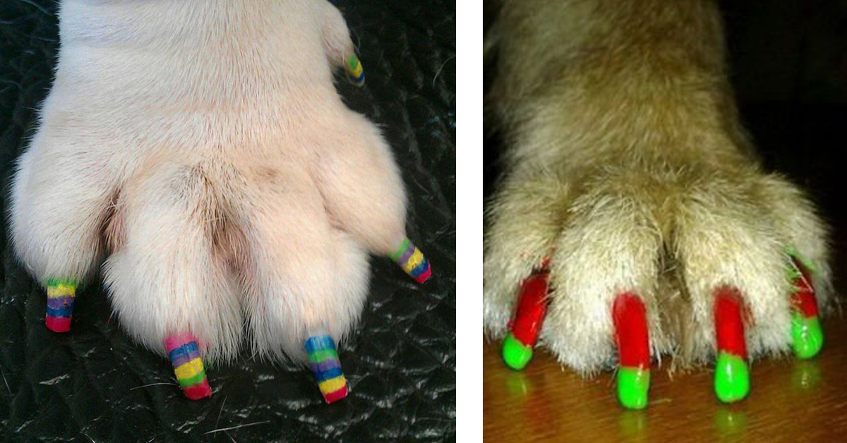 Cani con le unghie colorate: l’ultima assurda moda chiamata zampicure