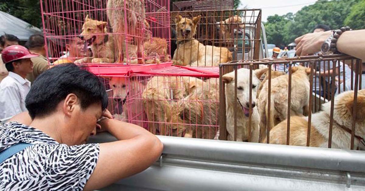62 cani salvati dal Festival di Yulin, al via il prossimo Venerdì