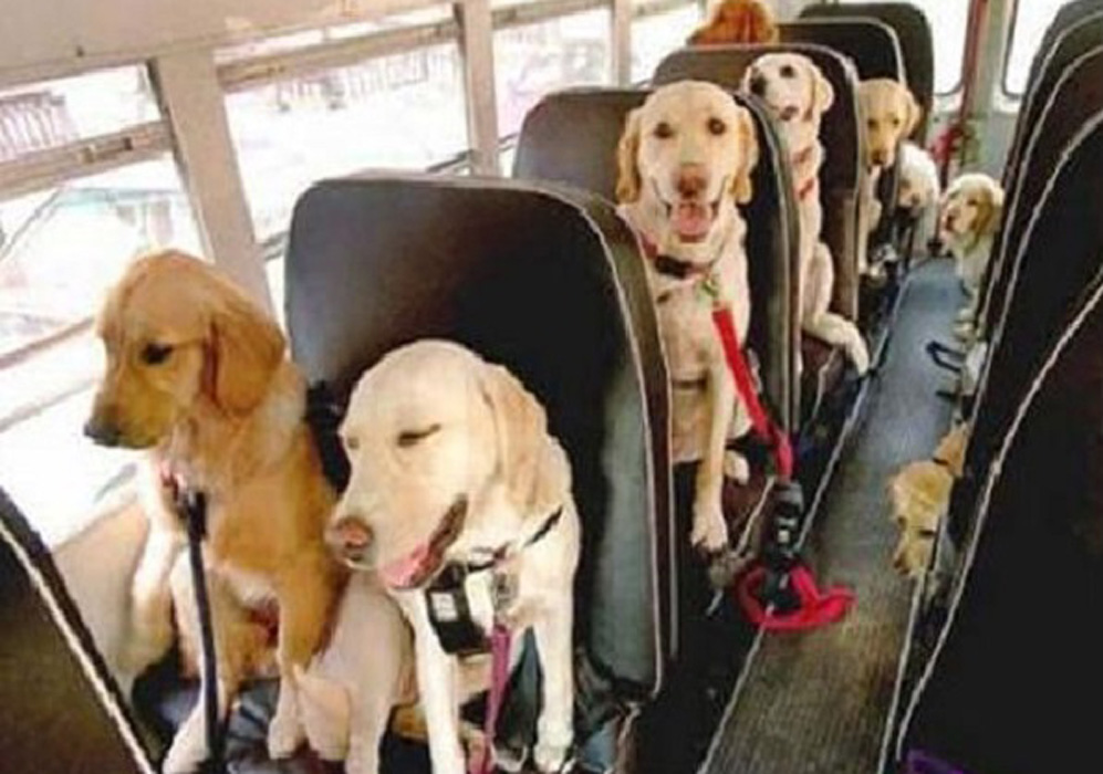 Cani seduti in autobus