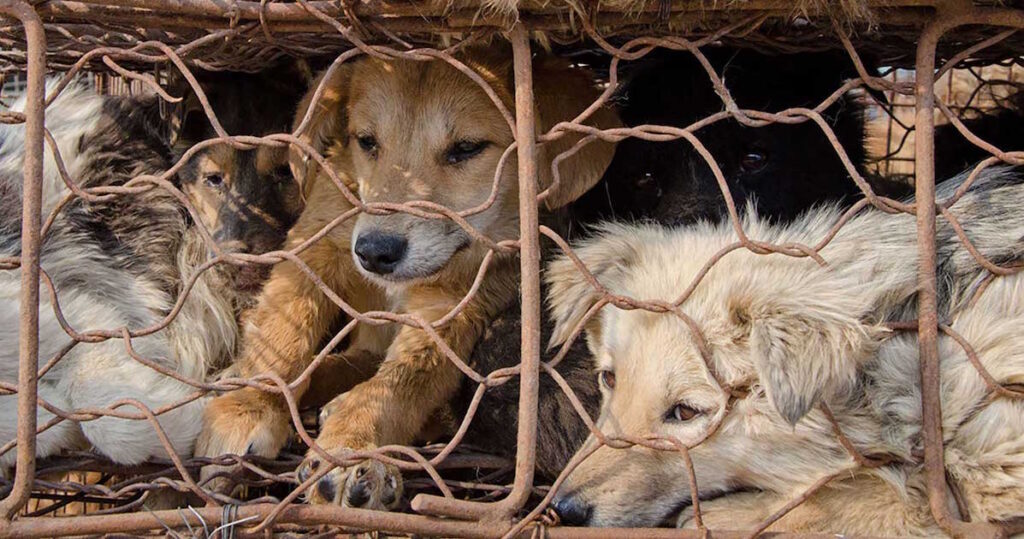 Cani stipati dentro ad una gabbia