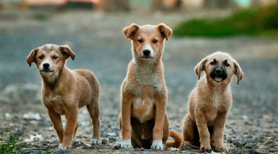 Cuccioli di cane randagi