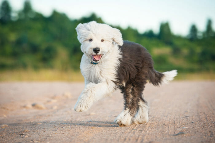 Cucciolo di cane Bobtail