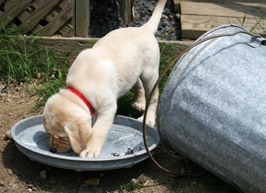 Cucciolo di cane che cerca cibo nella spazzatura