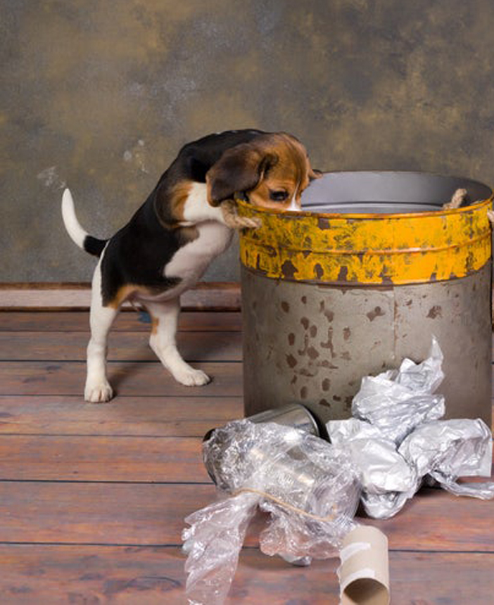 Cucciolo di cane che cerca nella spazzatura