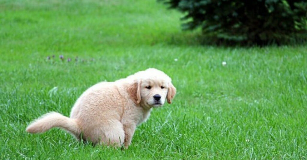 Cucciolo di cane che fa i propri bisogni