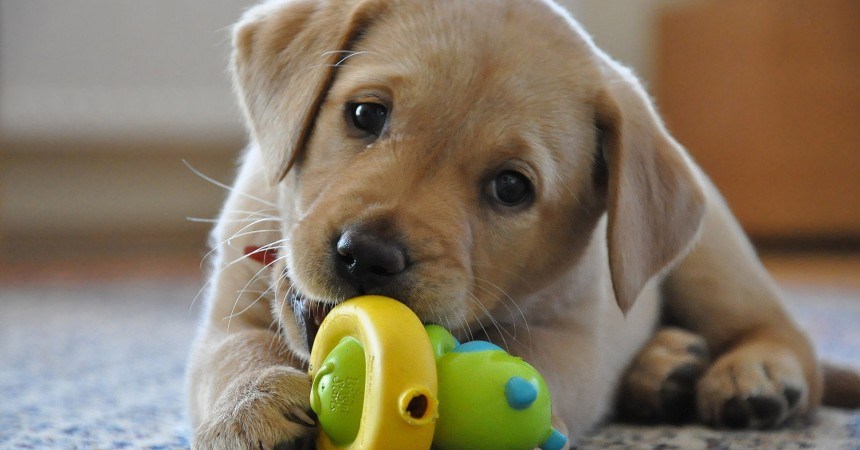 Cucciolo di cane che gioca