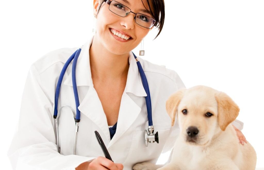 Cucciolo di cane con la veterinaria