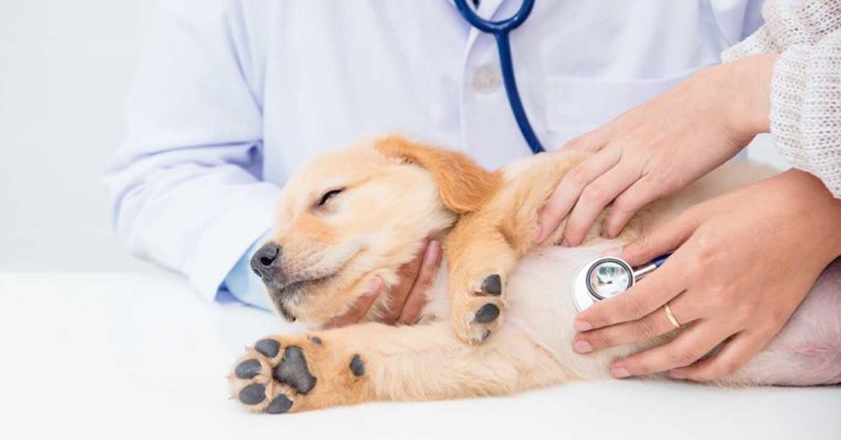 Puglia: il veterinario è gratuito per chi adotta dal canile