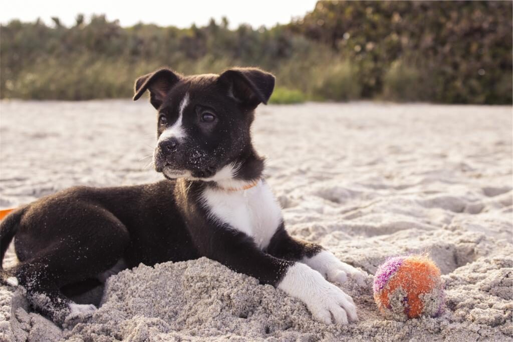 Cucciolo di cane in spiaggia