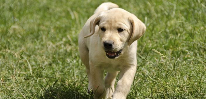 Cucciolo di cane in un prato