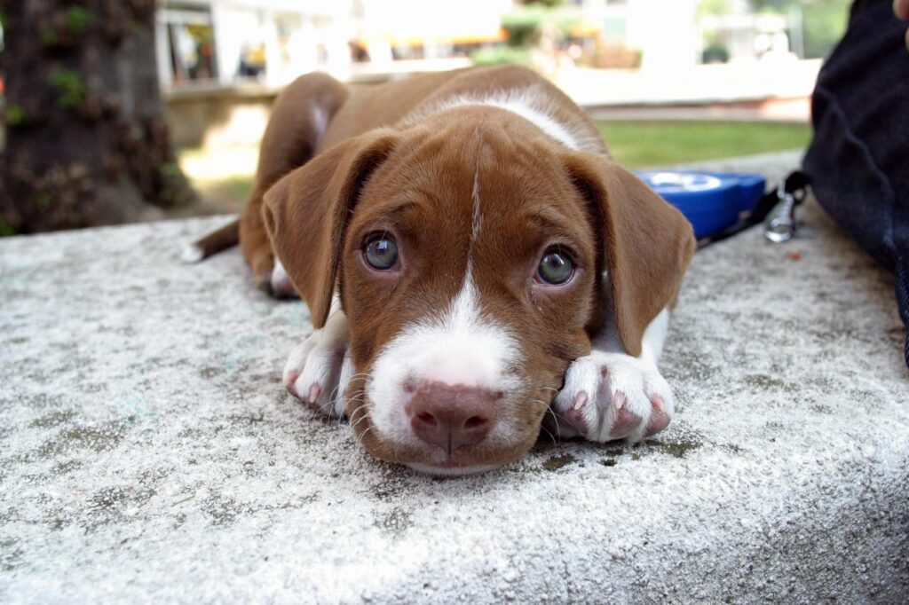 Cucciolo di cane sdraiato