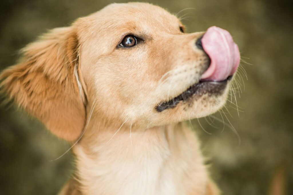 Cucciolo di cane si lecca il naso