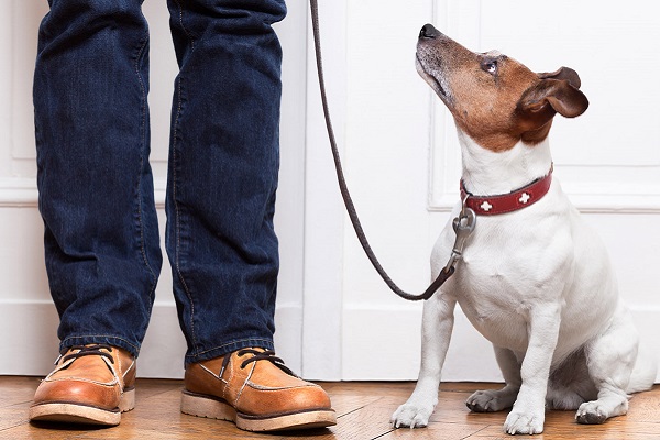 cane davanti alla porta pronto per uscire