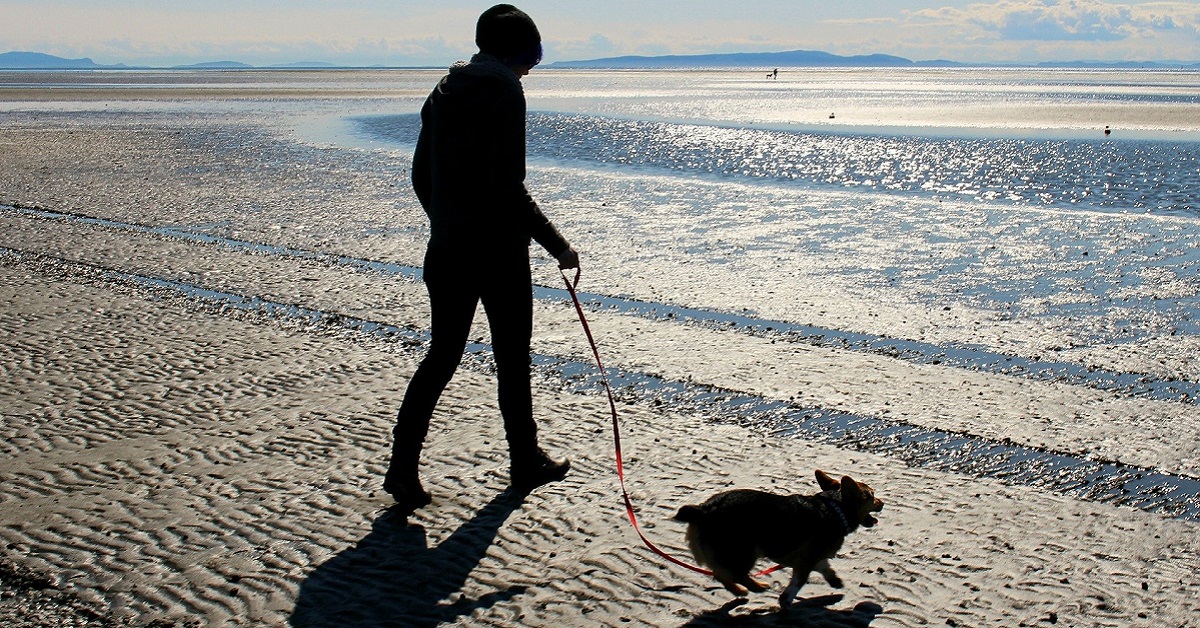 Guinzaglio e museruola sono obbligatori per tutti i cani?