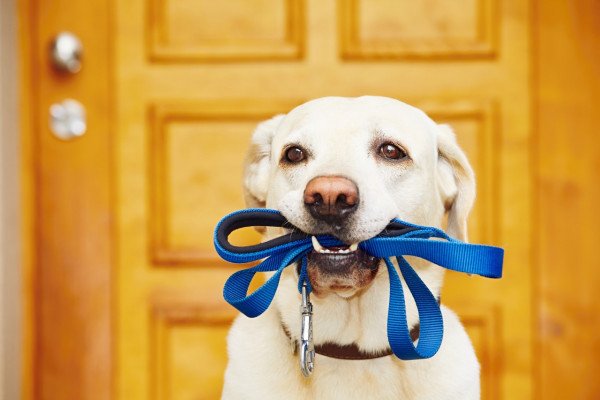 cane con guinzaglio in bocca