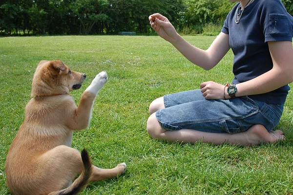 premiare il cane in addestramento