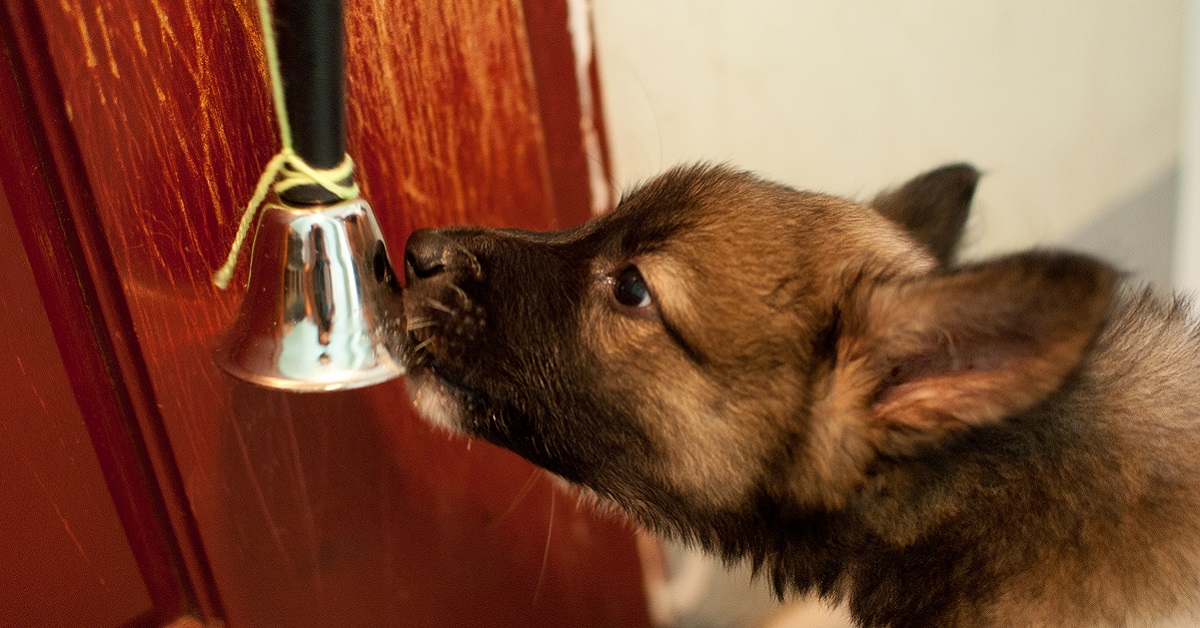 Insegnare al cane a suonare la campanella