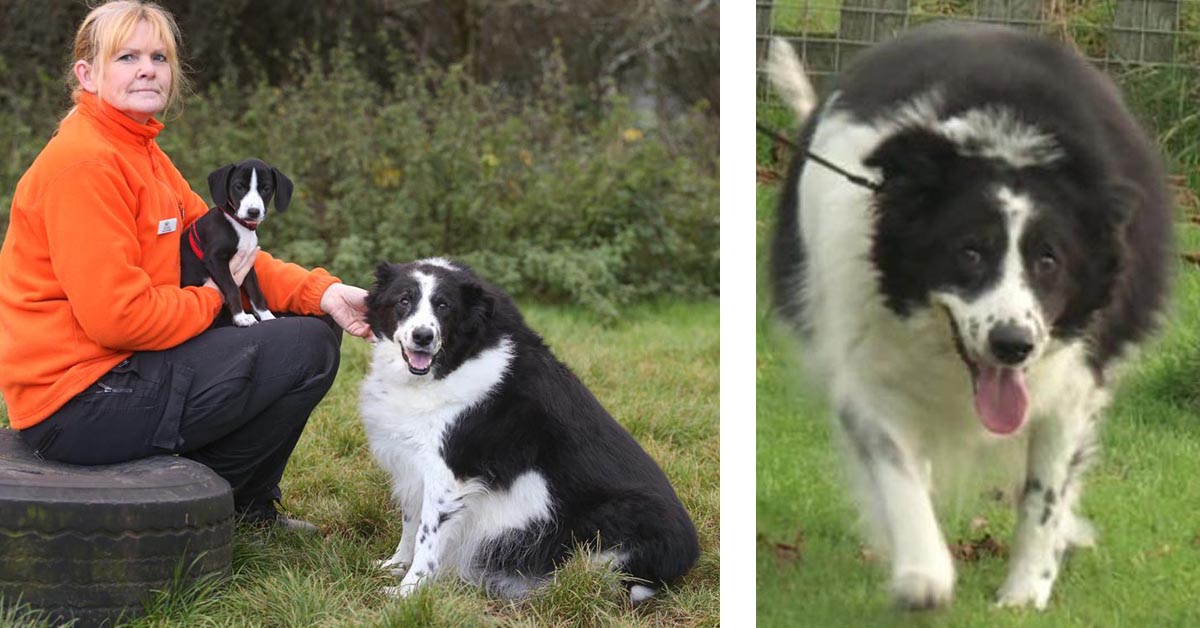 Bopper, il cane “grasso” che nessuno voleva oggi è finalmente felice