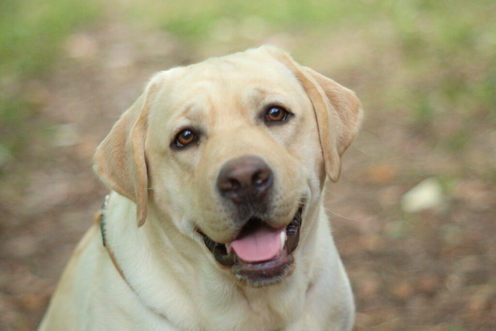 Labrador Gialli