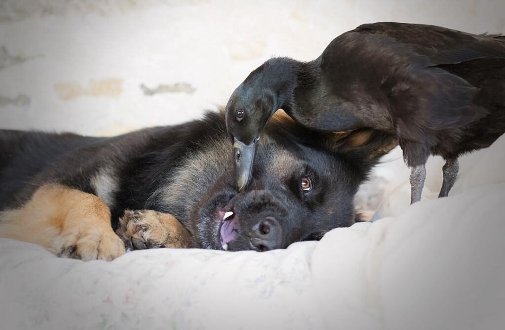 L'amicizia di un cane con un'anatra