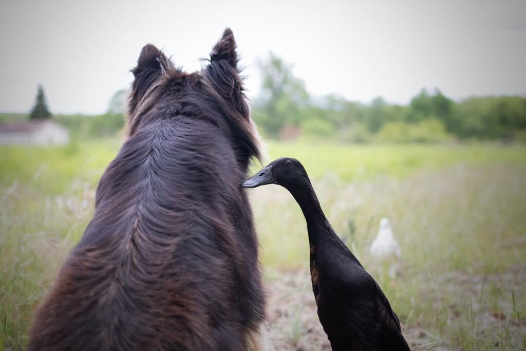 L'amicizia tra un cane e un'anatra