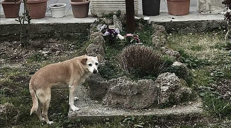 Nicoletta, il cane che aspetta il padrone defunto