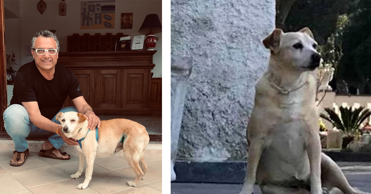 Addio a Nicoletta, il cane che ha vegliato sul suo padrone per 10 anni