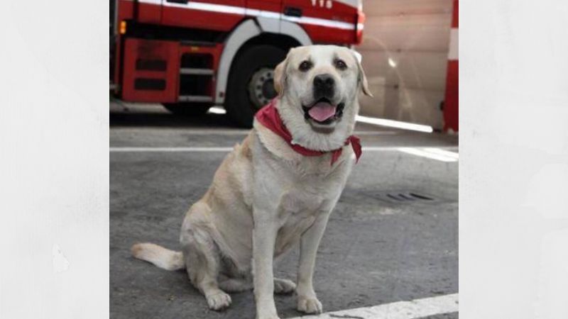 Ruben, il cane pompiere