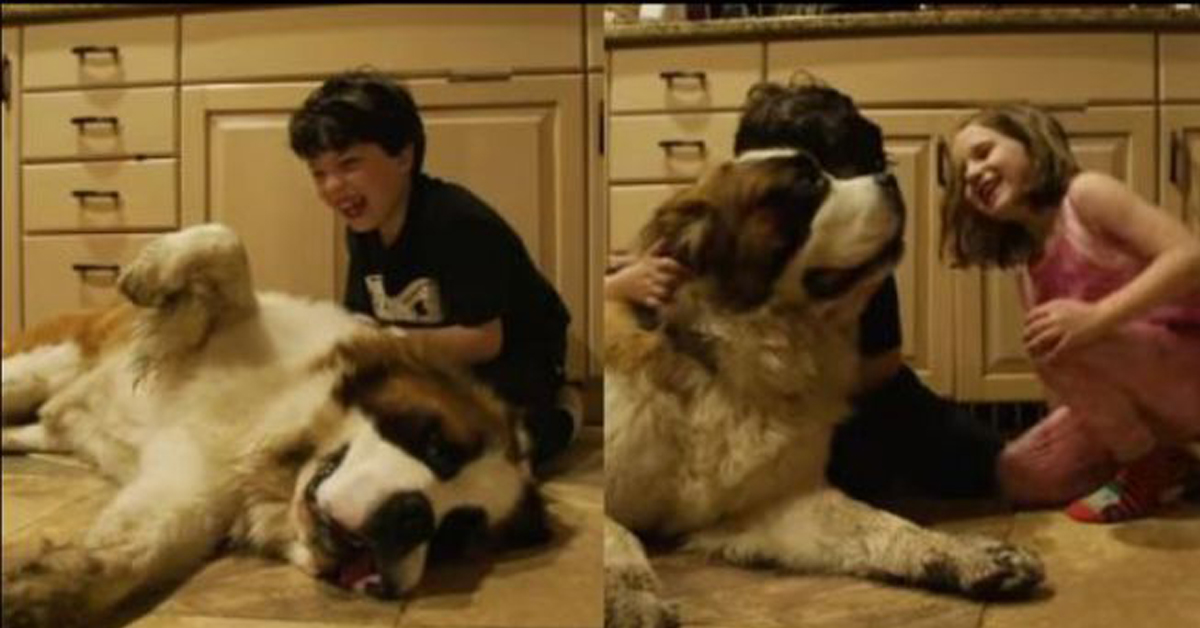 La rivincita di Cosmo, il cane triste che ha ritrovato la felicità
