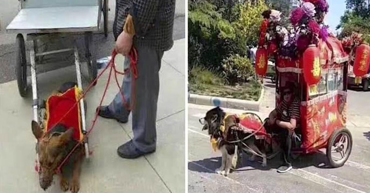 Cani che trainano i turisti: i Taxi Dog sono l’ultima moda in Cina