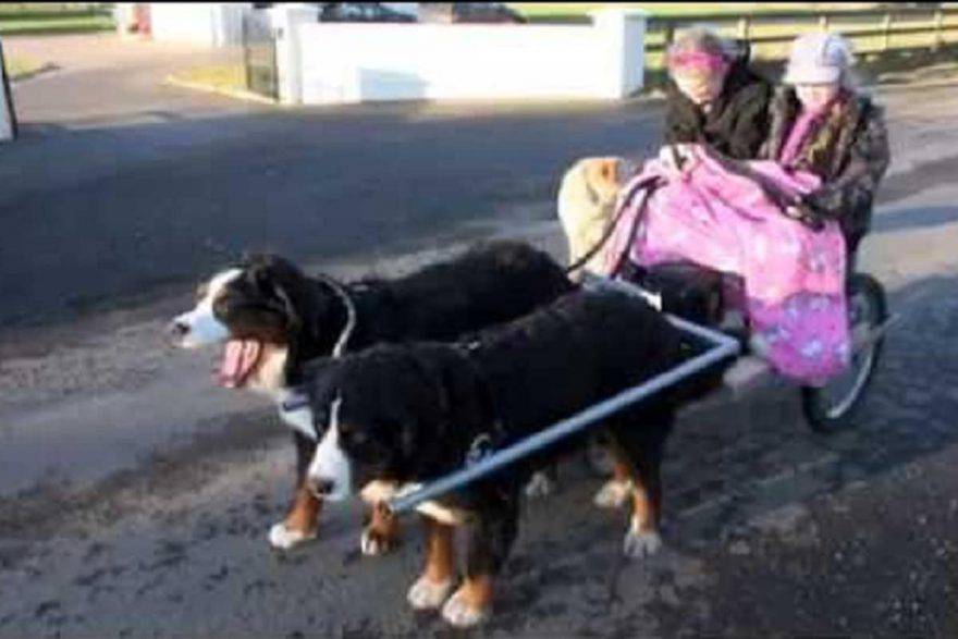 Taxi dog in Cina