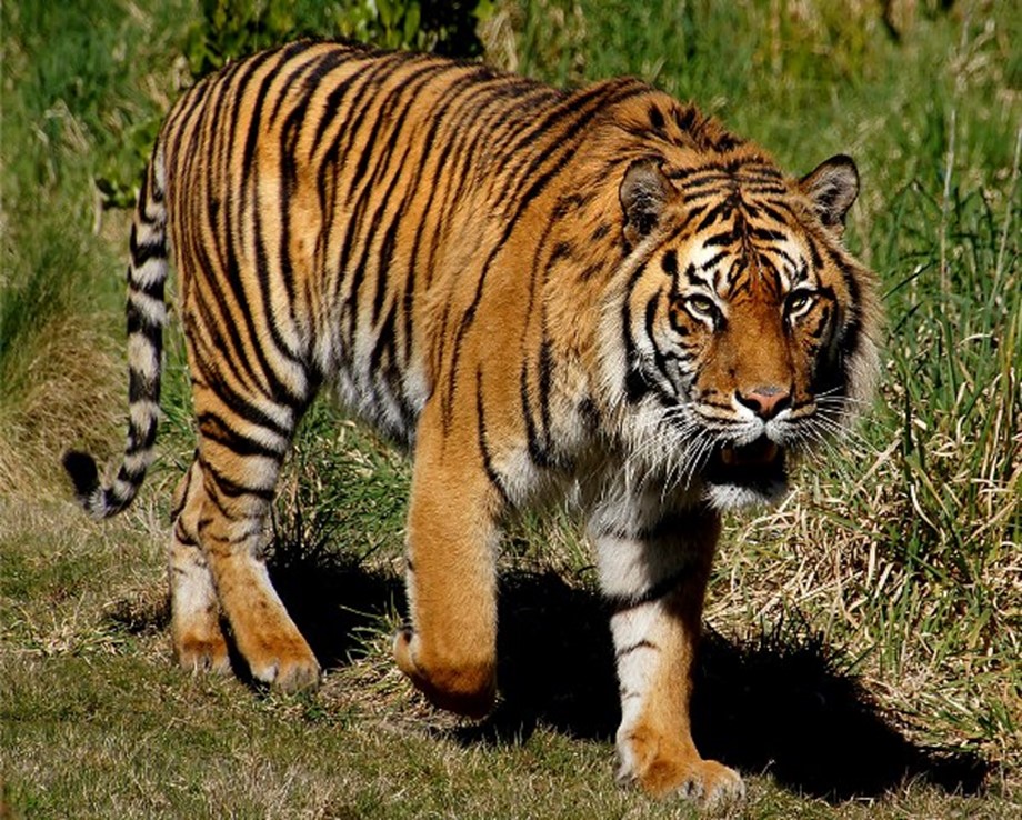 Tigre