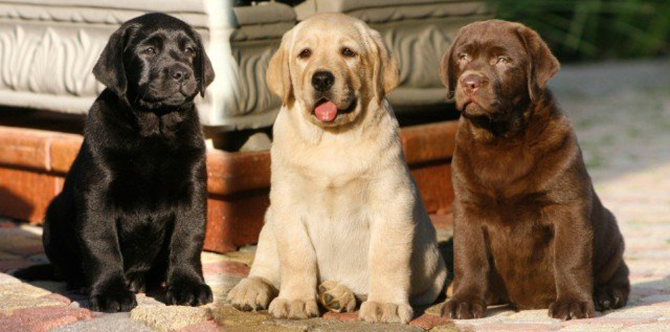 Tre Labrador di colore diverso