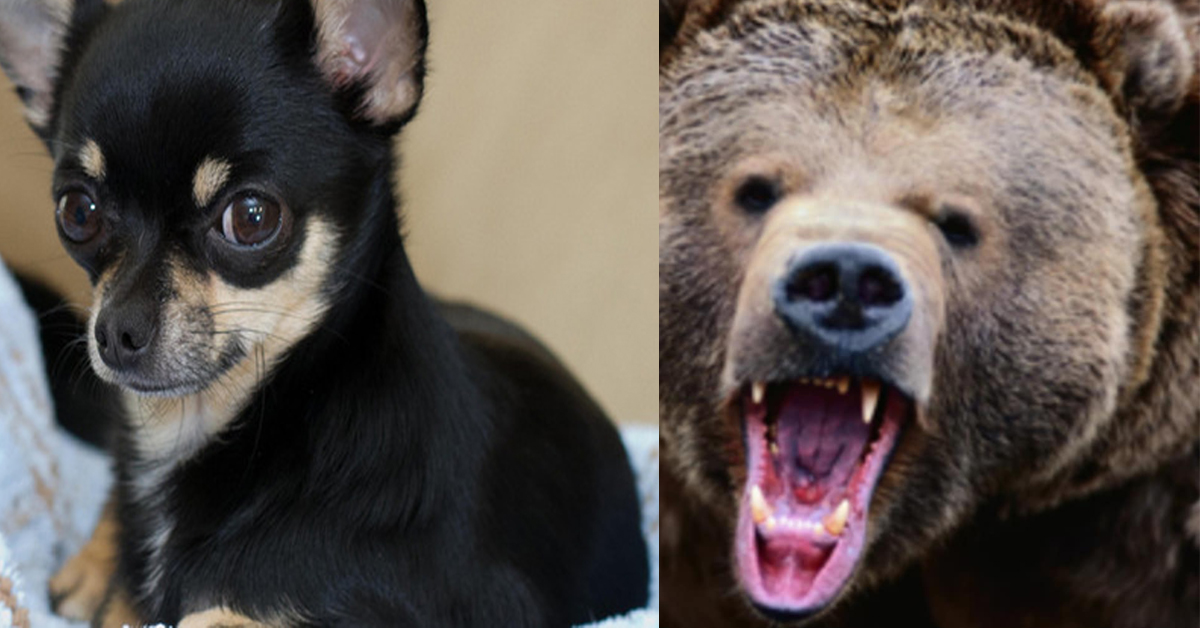 Il Chihuahua che ha lottato contro un orso per salvare la sua proprietaria