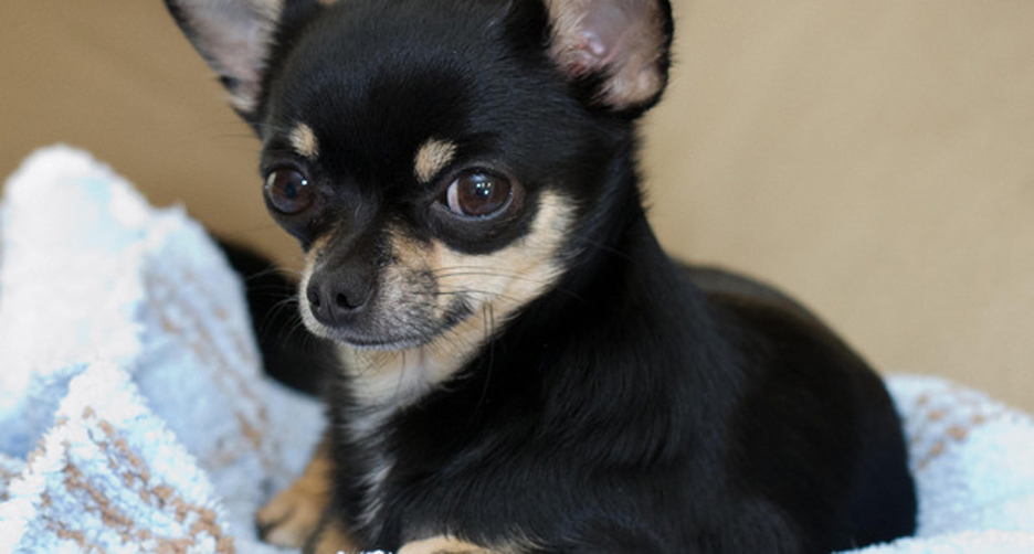 Un Chihuahua