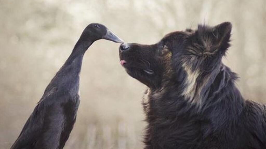 Un cane Pastore Tedesco e un'anatra