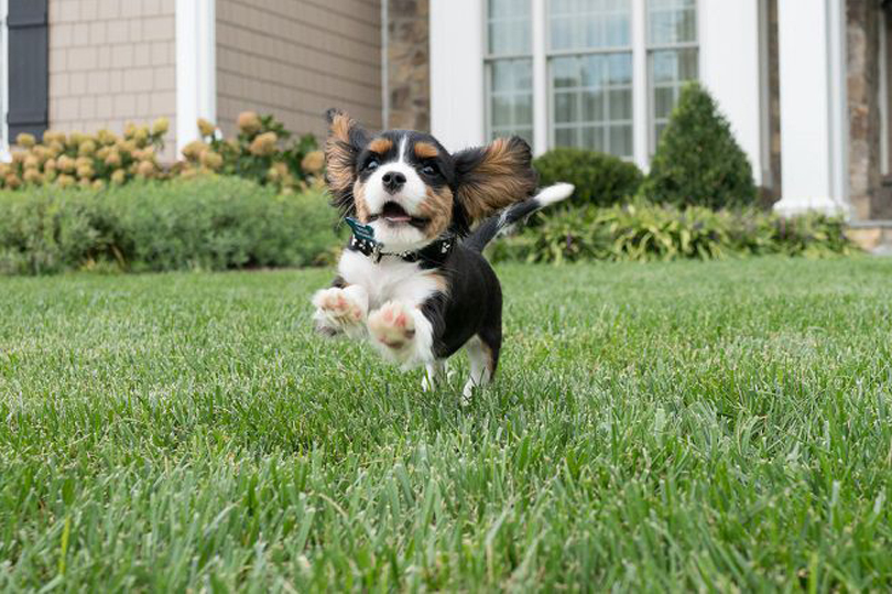 Un cane che corre in giardino