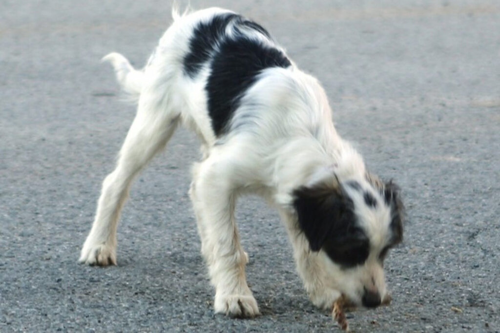 Un cane che mangia