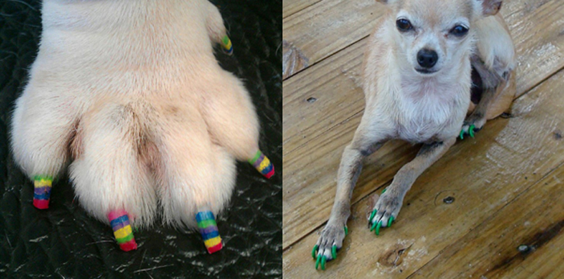 Un cane con le unghie colorate