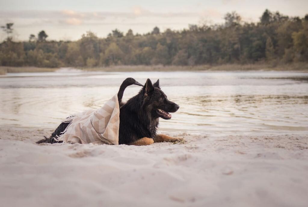 Un cane con un'anatra