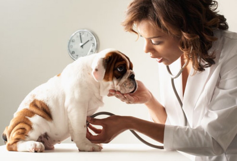 Un cane dal veterinario