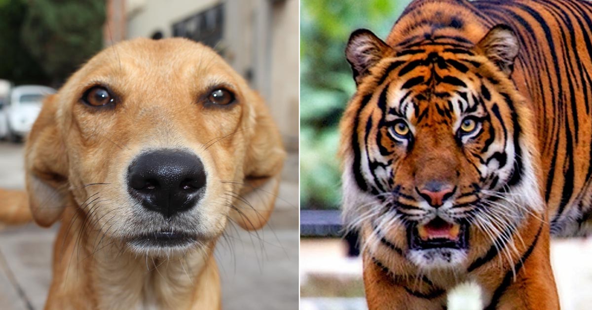 Il cane eroe che ha salvato il suo proprietario dall’attacco di una tigre