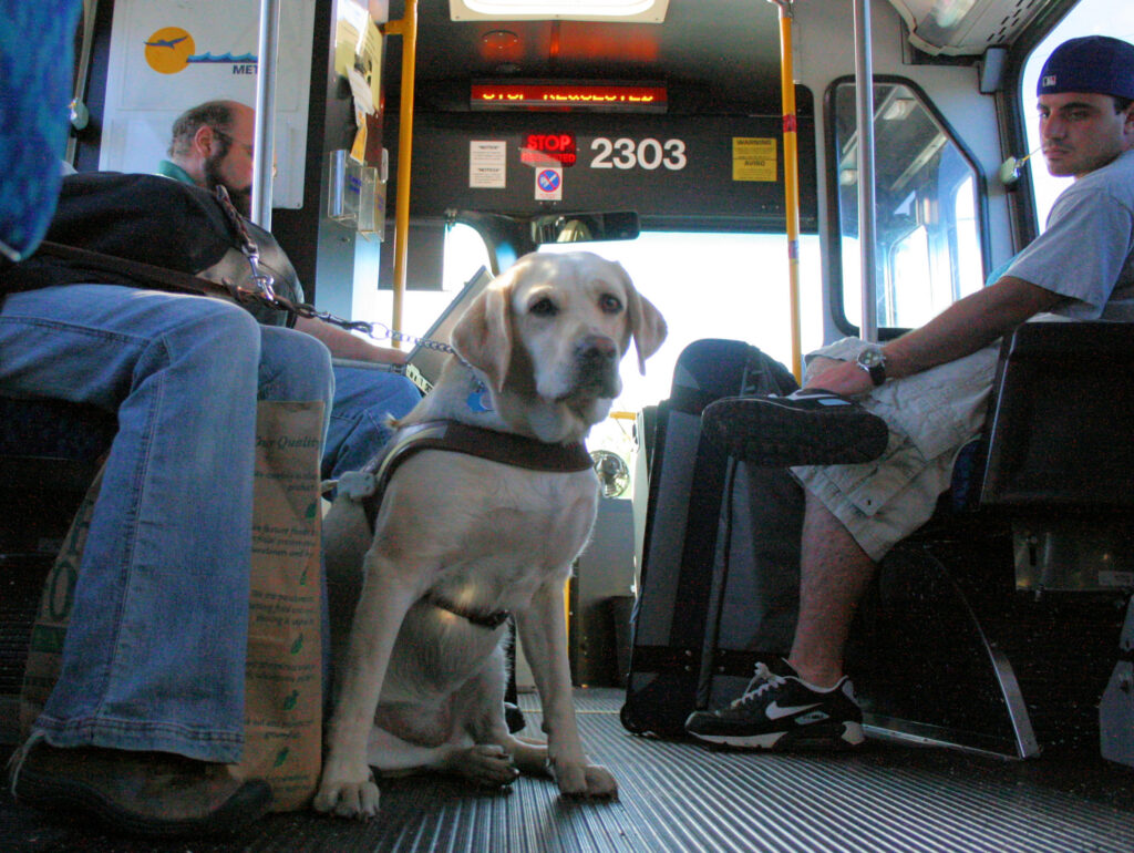 Un cane in autobus
