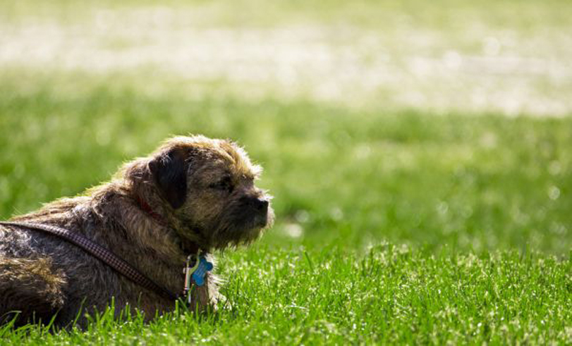 Un cane in giardino