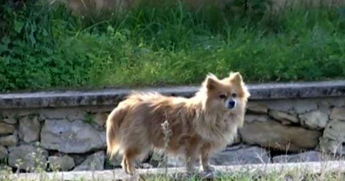 Stefano, il cane che ha aspettato per 3 anni il padrone, non ce l’ha fatta