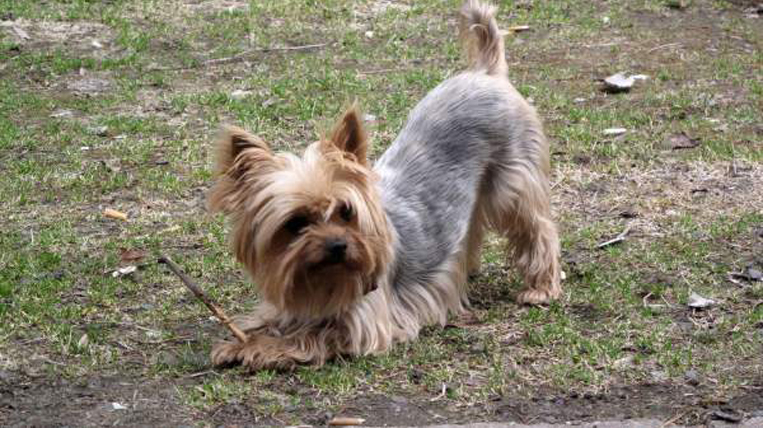 Un cane yorkshire con un bastoncino tra le zampe