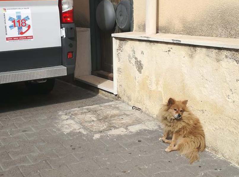 Volpino vicino ad un'ambulanza