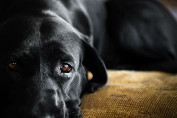 cane nero e grosso