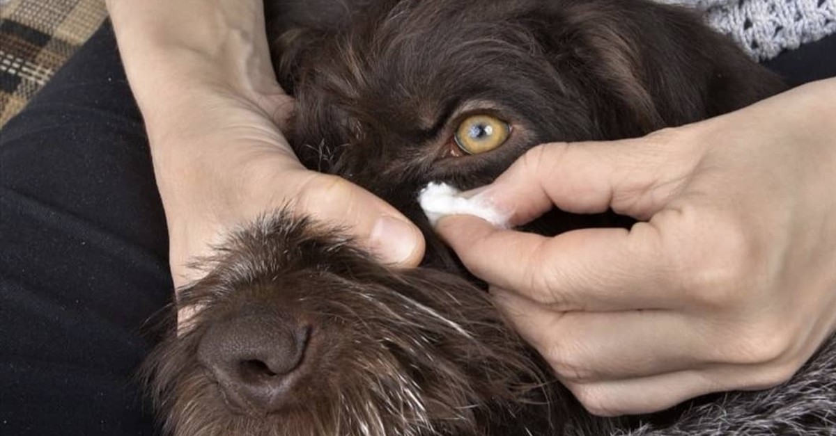 Pulizia di orecchie e occhi del cane: una piccola guida